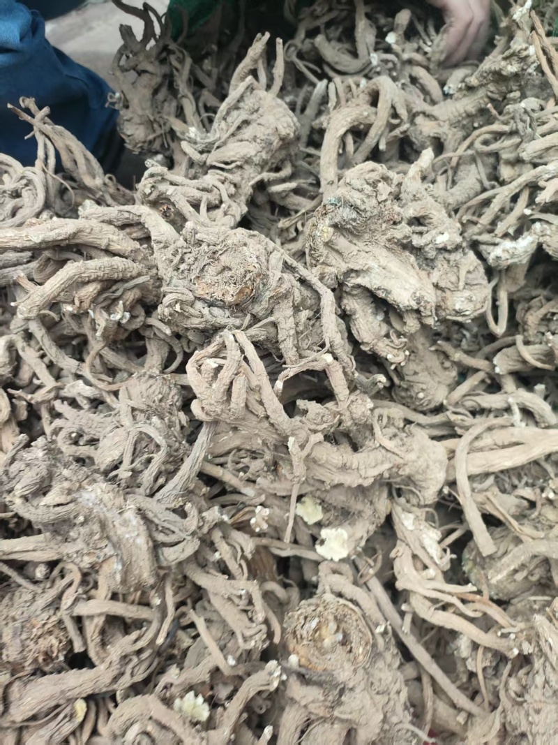 甘肃华亭肉独活新货品质保证量大从优，价格可谈支持视频看货