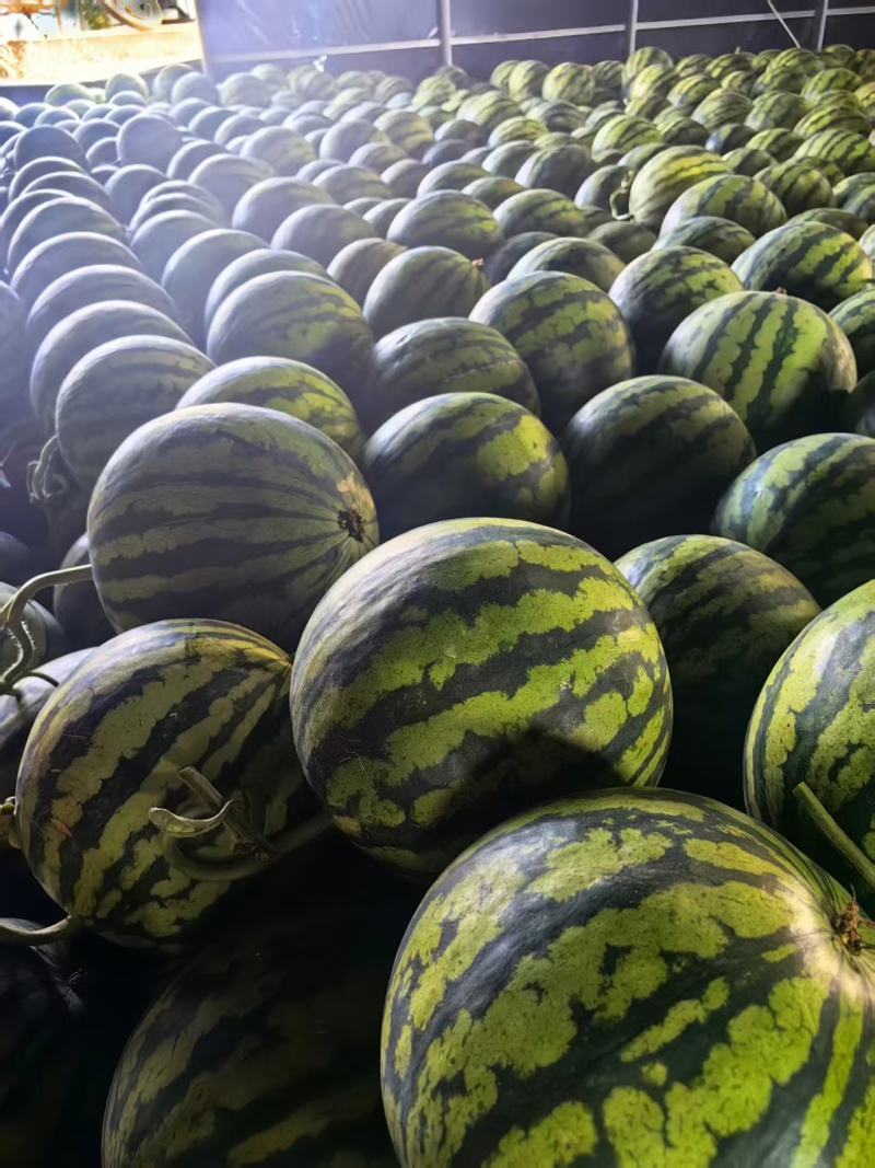 云南精品无籽美都西瓜/量大从优/保质保量/欢迎电联