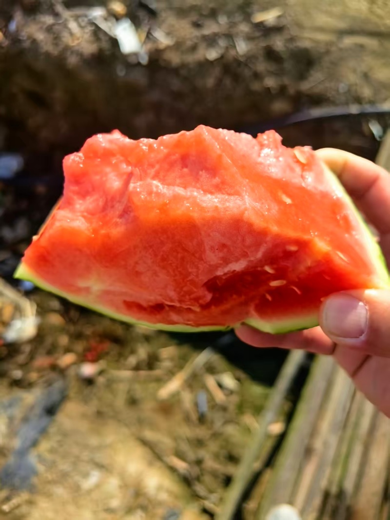 云南精品无籽美都西瓜/量大从优/保质保量/欢迎电联