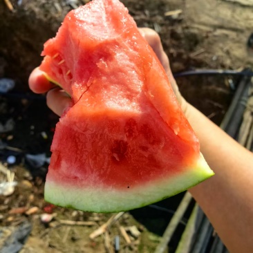 云南精品无籽美都西瓜/量大从优/保质保量/欢迎电联