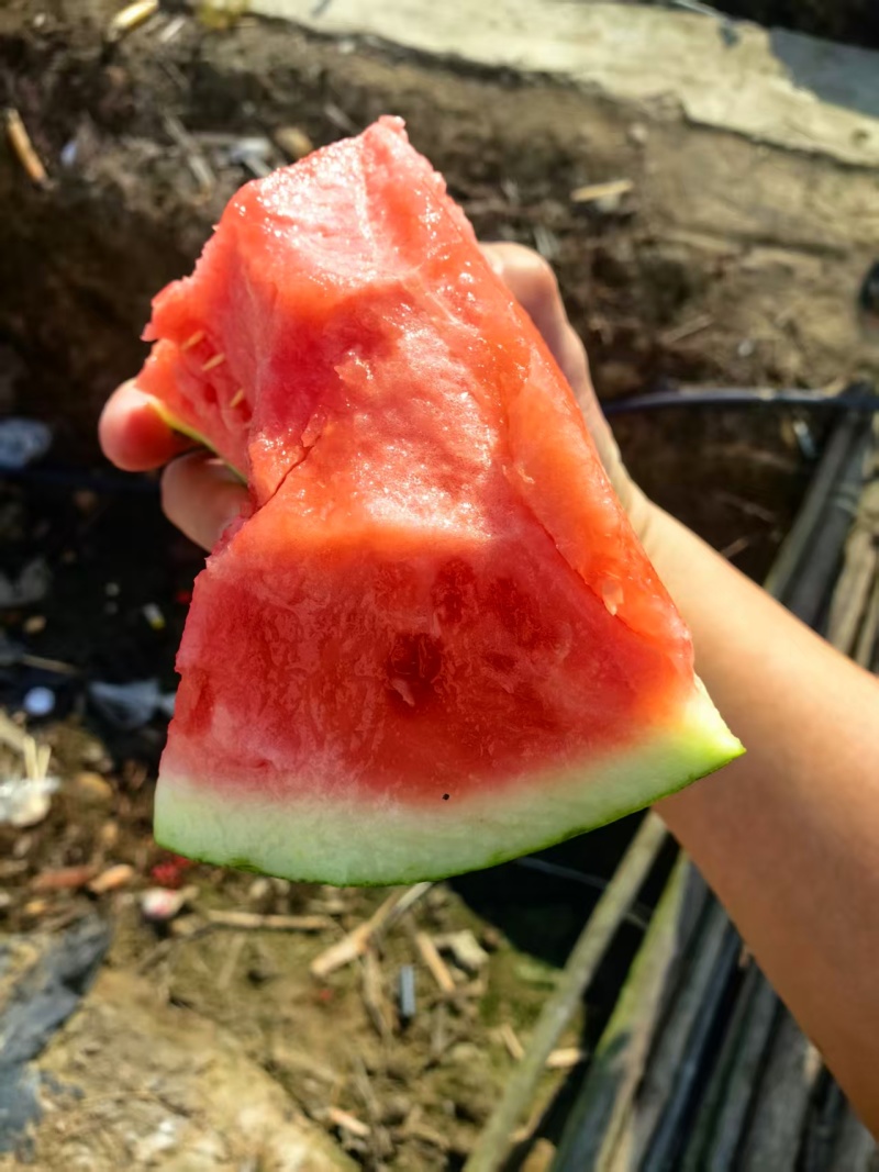 云南精品无籽美都西瓜/量大从优/保质保量/欢迎电联