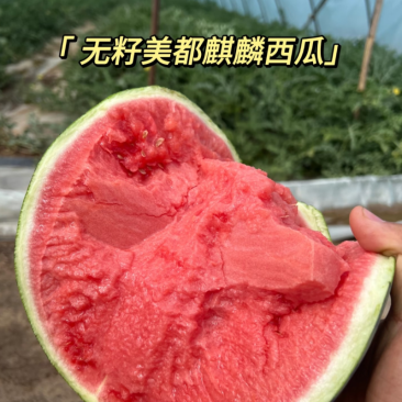 云南精品无籽美都西瓜/量大从优/产地直发/对接商超电商