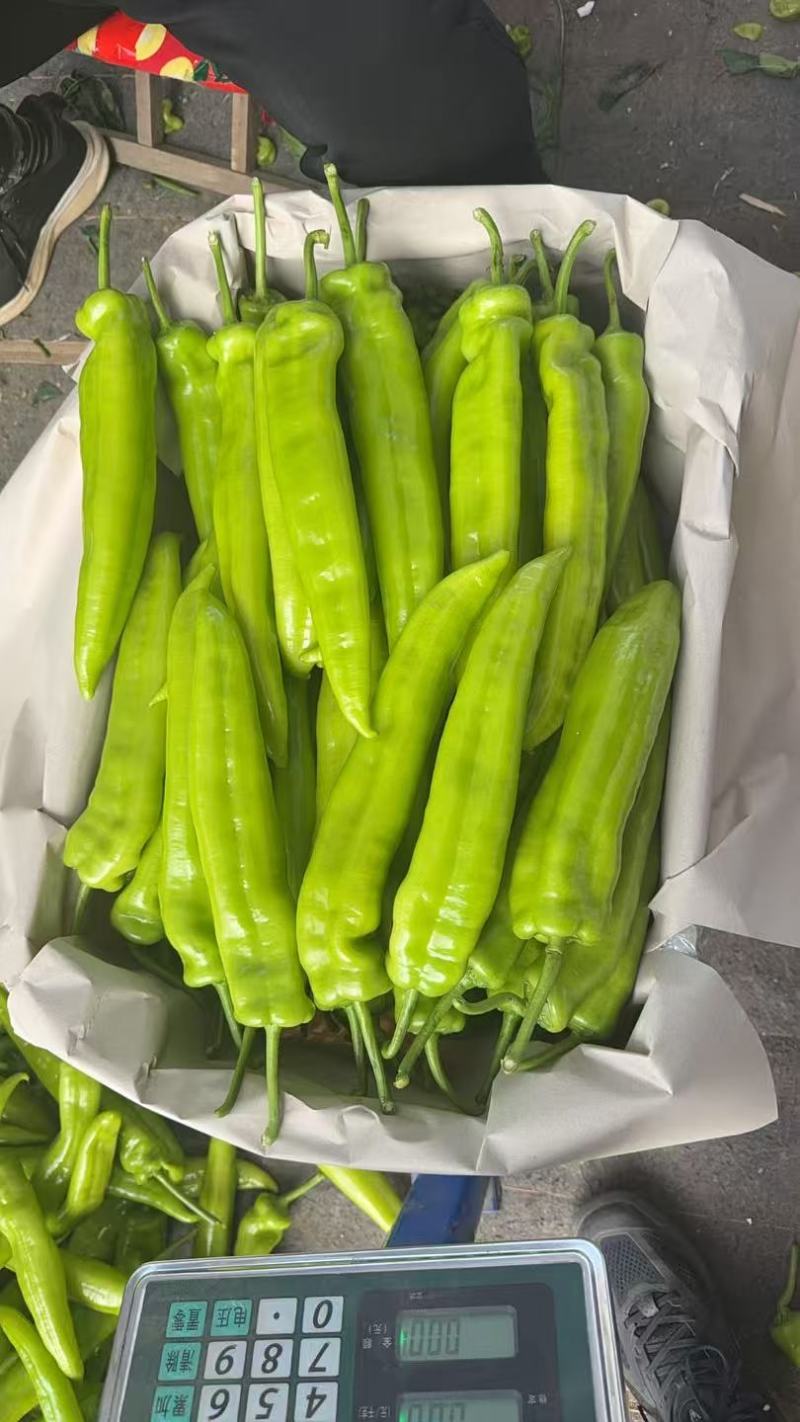 精品黄皮辣椒一块5大量有货质量保证量大从优欢迎咨询