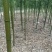 雷竹笋自家现挖现发，一手货源，品质保证对接电商市场批发商