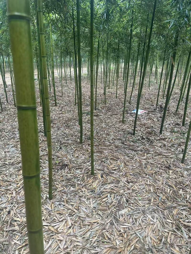 雷竹笋自家现挖现发，一手货源，品质保证对接电商市场批发商