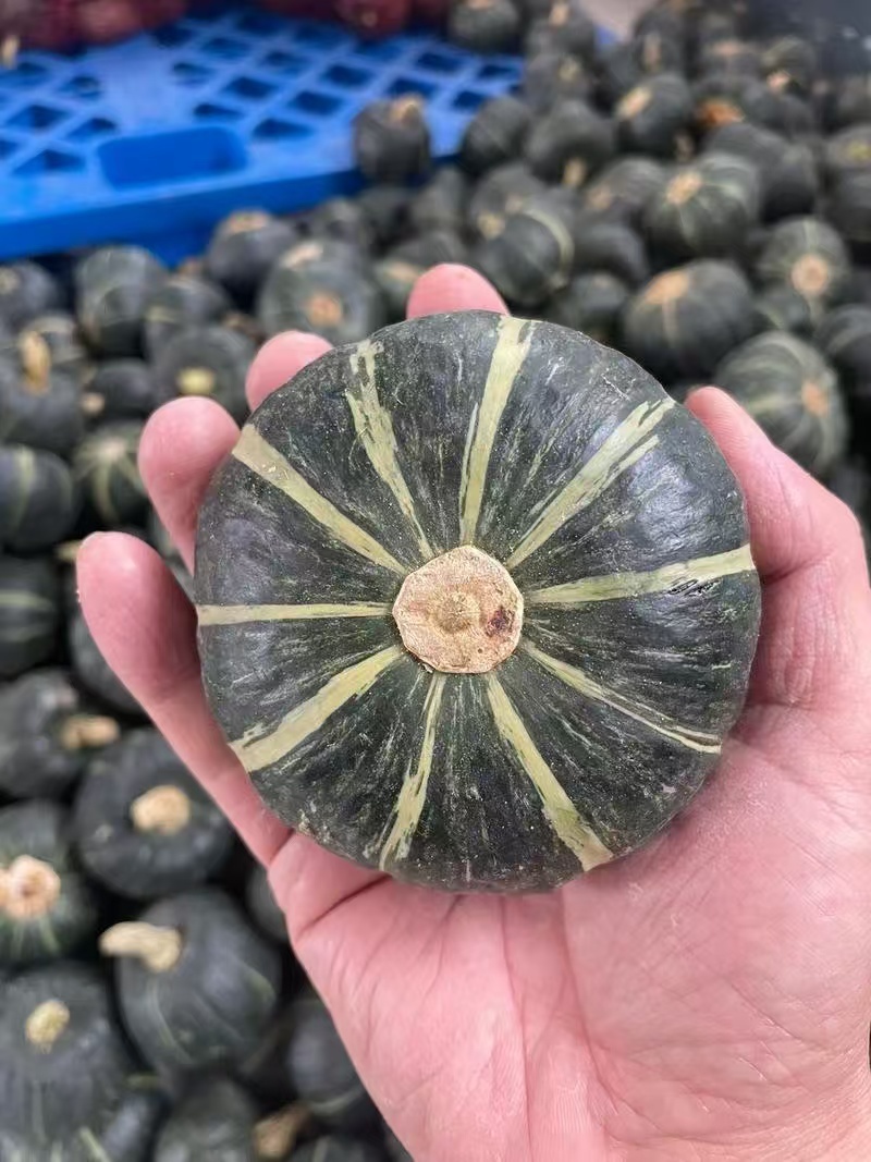 贝贝南瓜品质保证服务周到产地直发价格美丽