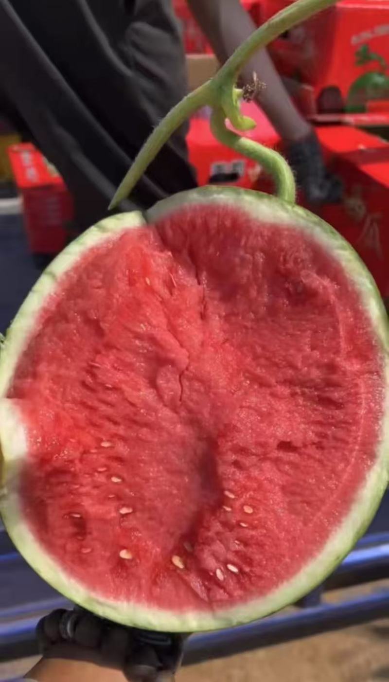 夏邑美都西瓜大量上市产地直供可视频看货全国发货欢迎咨询