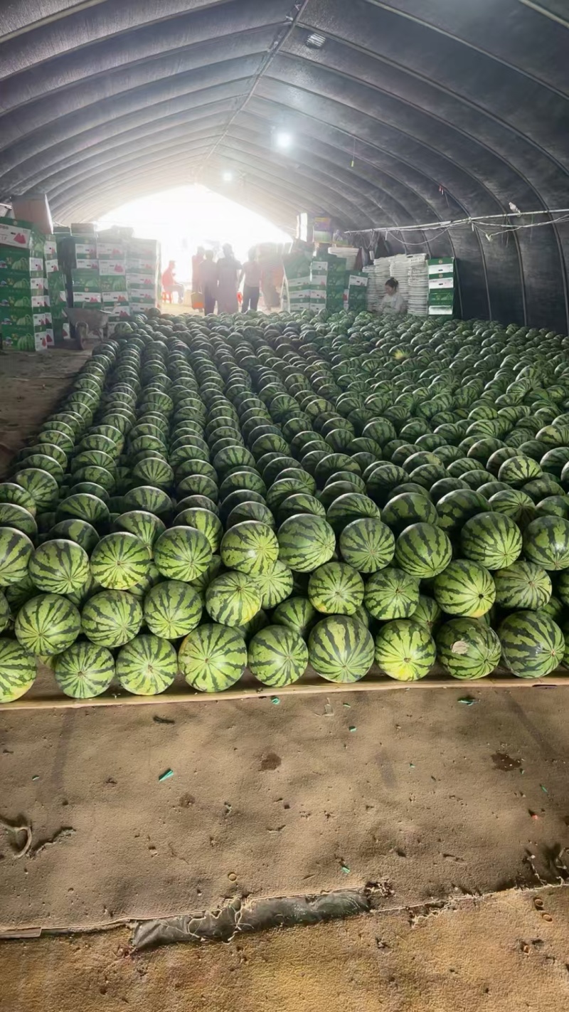 夏邑美都西瓜大量上市产地直供可视频看货全国发货欢迎咨询