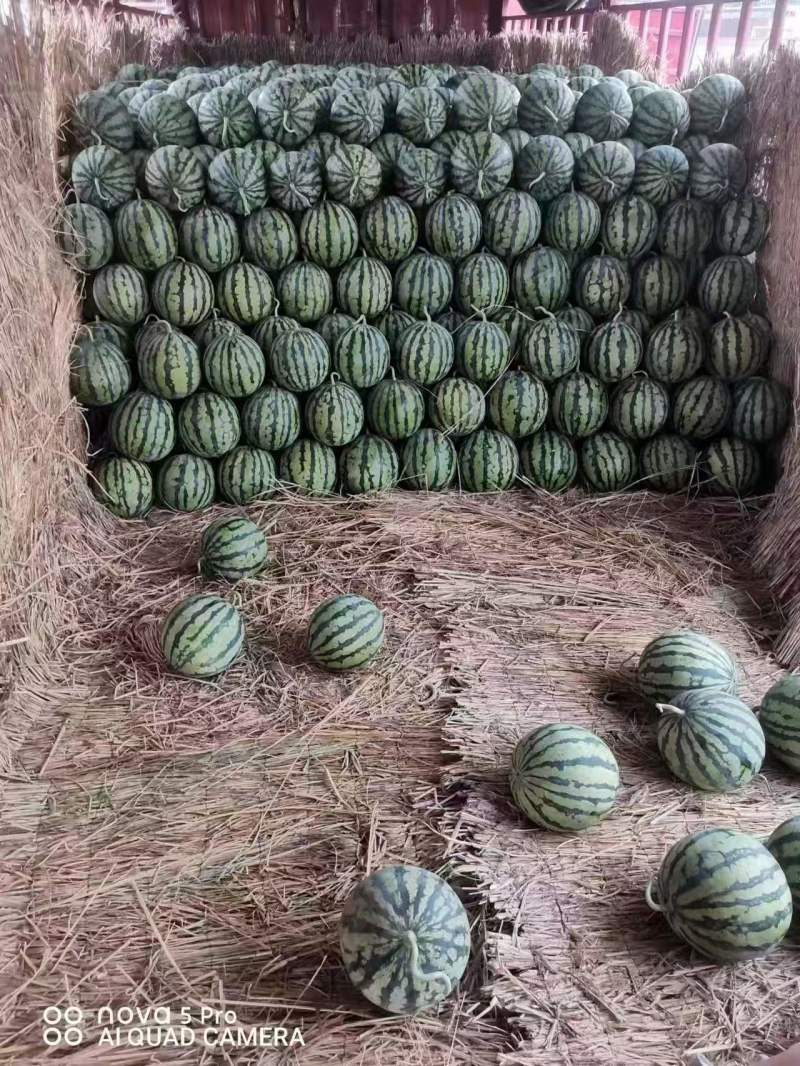 夏邑美都西瓜大量上市产地直供可视频看货全国发货欢迎咨询