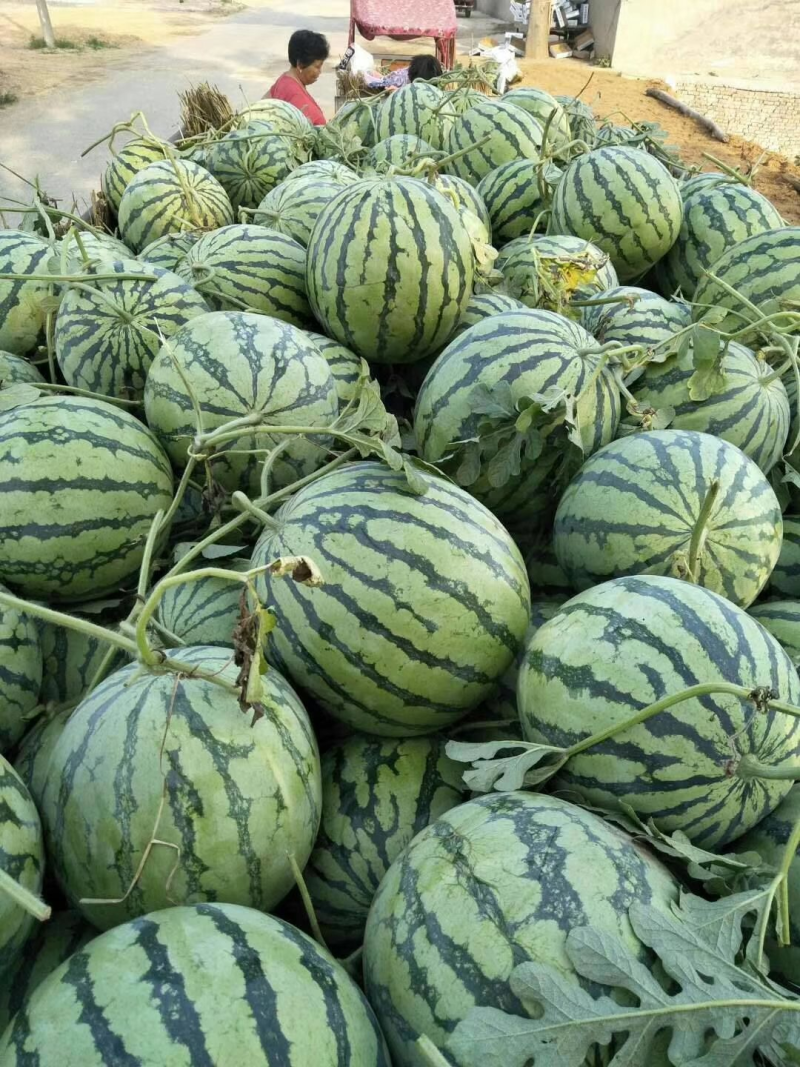 夏邑美都西瓜大量上市产地直供可视频看货全国发货欢迎咨询