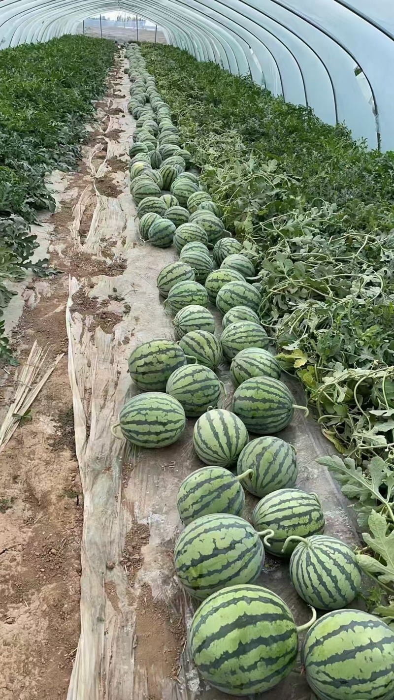 【精选】夏邑麒麟西瓜产地直供价格公道可视频看货全国发货