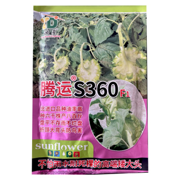 腾运S360矮大头油葵种子200g矮杆独头大盘油用向日葵