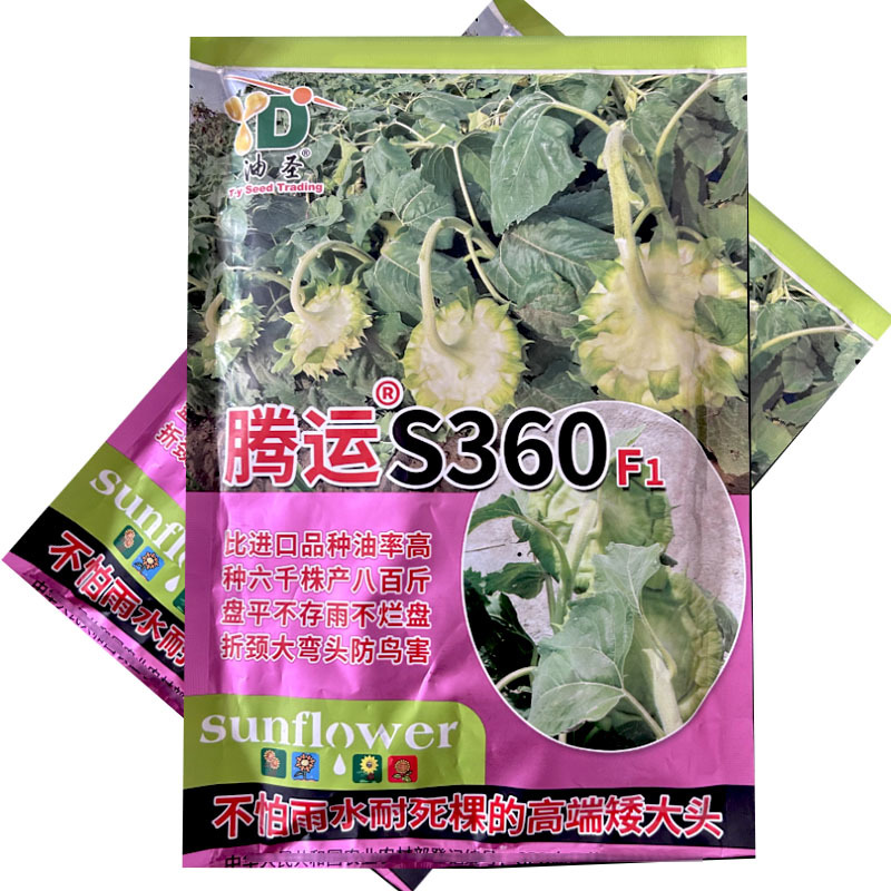 腾运S360矮大头油葵种子200g矮杆独头大盘油用向日葵
