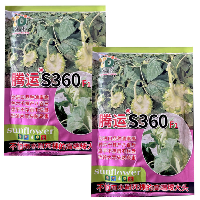 腾运S360矮大头油葵种子200g矮杆独头大盘油用向日葵