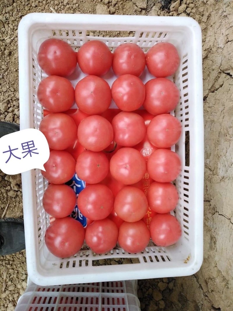 沧州硬粉西红柿大量上市，品质好价格公道可视频看货全国发货