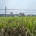 黄金甘蔗苗基地直发量大从优欢迎来电诚信经营