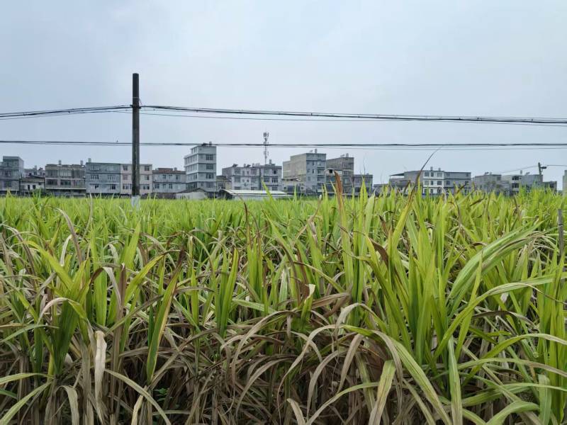 黄金甘蔗苗基地直发量大从优欢迎来电诚信经营