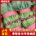 精品莘县大叶菠菜，大量现货保质保量，当天地头现挖，市场货