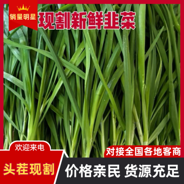 精品山东韭菜，聊城小叶韭菜，大量现货供应保质保量规格齐全