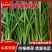 精品山东韭菜，聊城小叶韭菜，大量现货供应保质保量规格齐全