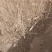 【陕西刺槐苗】榆林刺槐/根系发达易成活/品质保证