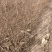【陕西刺槐苗】榆林刺槐/根系发达易成活/品质保证