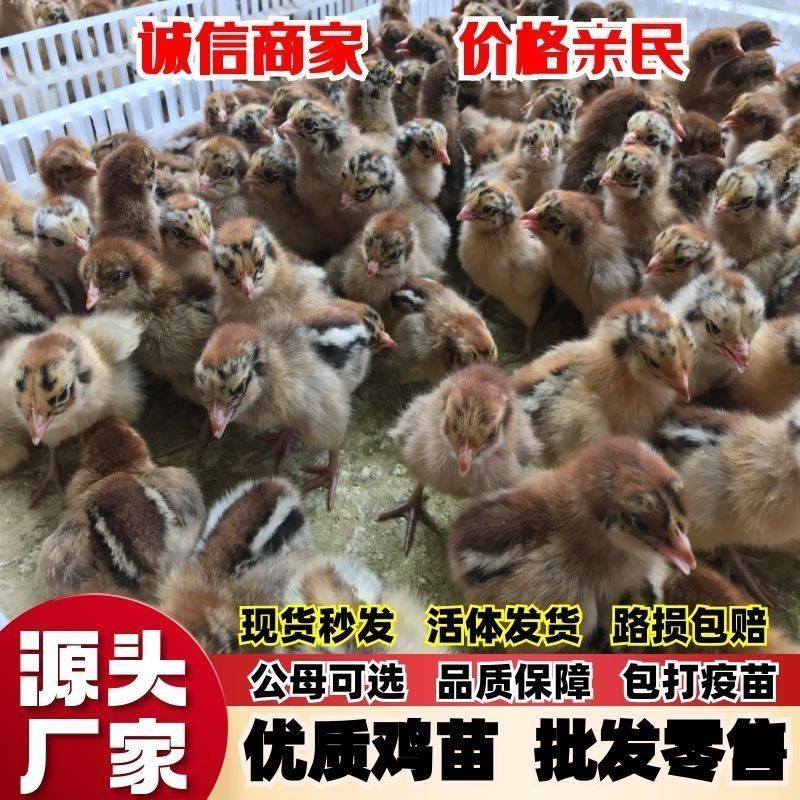 黑瑶鸡苗黑瑶土鸡苗包技术包售后货到满意在付款