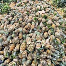金钻凤梨，承接电商一件代发，大量现货，保质保量