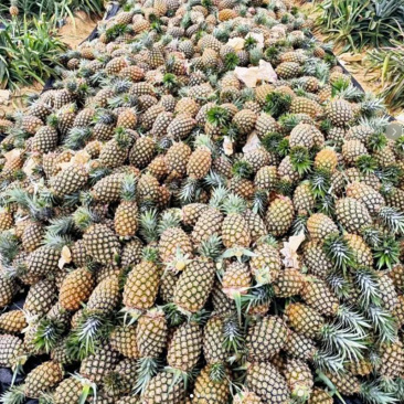 金钻凤梨，承接电商一件代发，大量现货，保质保量