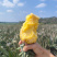 金钻凤梨，承接电商一件代发，大量现货，保质保量