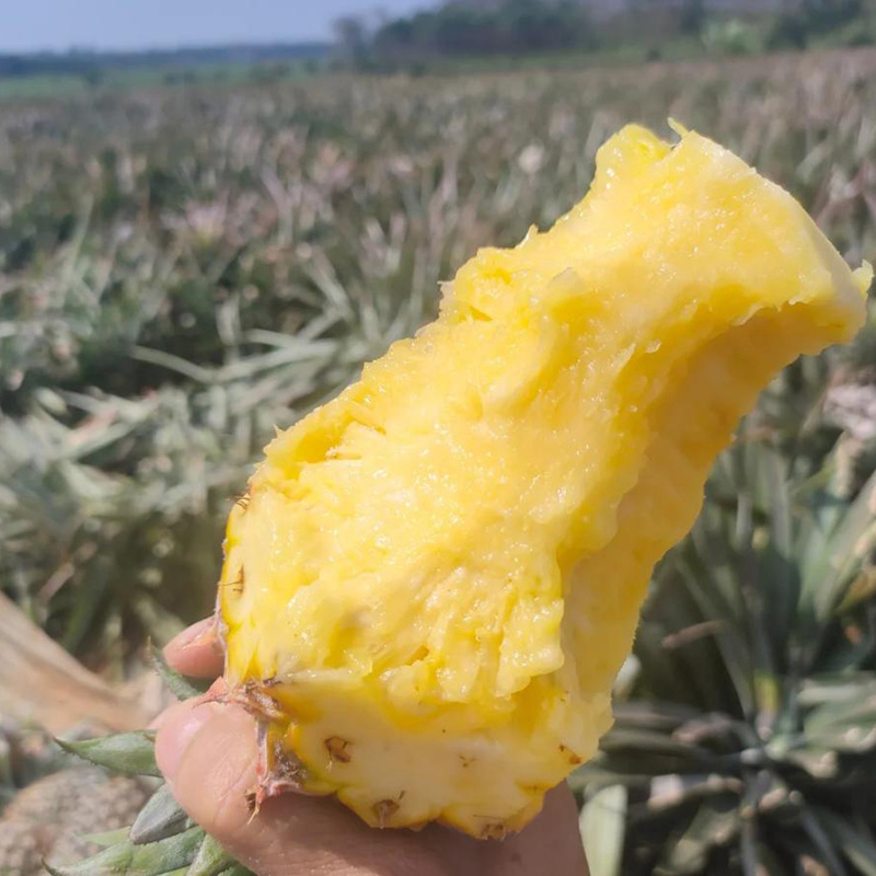 金钻凤梨，承接电商一件代发，大量现货，保质保量