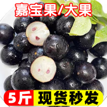 万亩嘉宝果树葡萄基地常年供应社区电商商超档口
