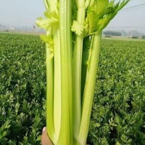 【寿光西芹】新鲜西芹产地直发生吃榨汁