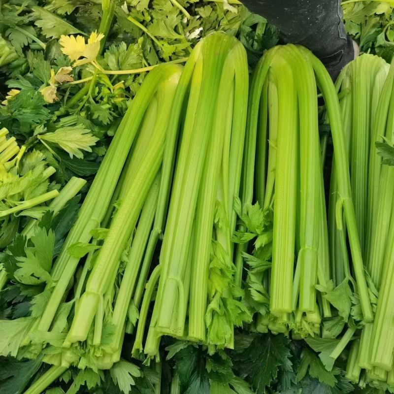 【寿光西芹】新鲜西芹产地直发生吃榨汁