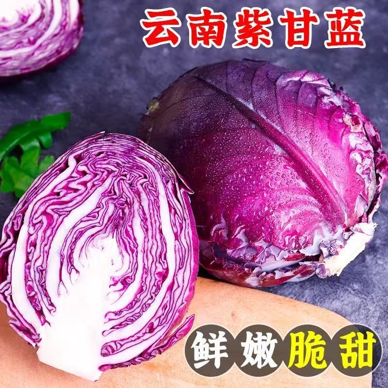 【精品紫甘蓝】寿光紫甘蓝全国供应产地直发