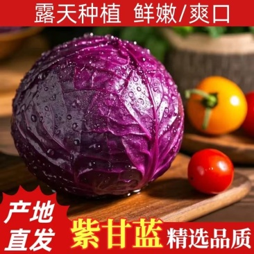 【精品紫甘蓝】寿光紫甘蓝全国供应产地直发