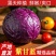 【精品紫甘蓝】寿光紫甘蓝全国供应产地直发