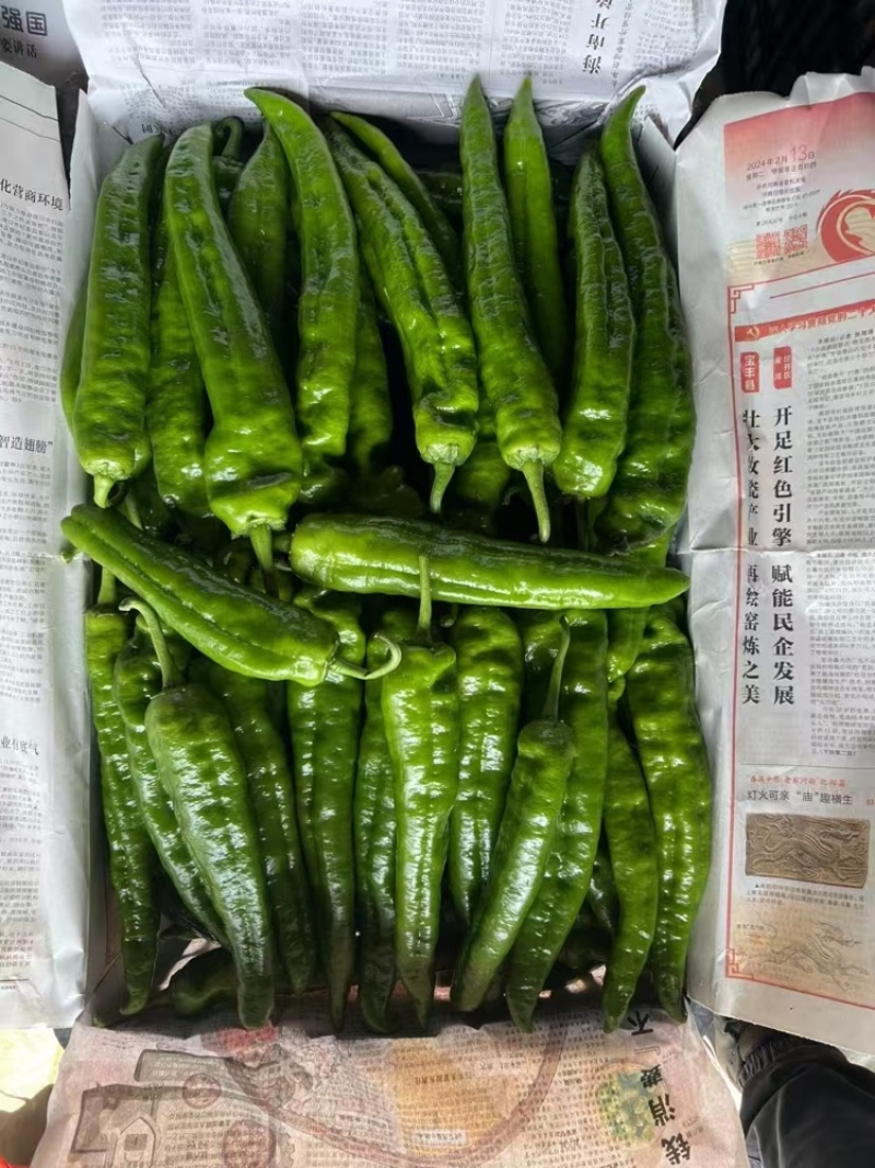 【301辣椒】江苏大量现货质量保证价格美丽欢迎订购