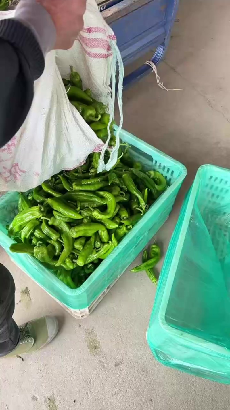 【301辣椒】江苏大量现货质量保证价格美丽欢迎订购