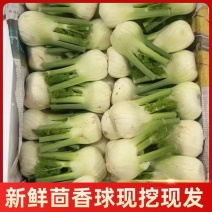 【精品茴香球】全国供应新鲜产地直发茴香球