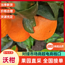云南沃柑基地直供现摘现发规格齐全，视频看货对接市场批发商