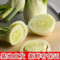 【寿光茴香球】新鲜茴香球特色蔬菜