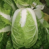 大白菜黄心大白菜产地直发量大从优可对接全国客商