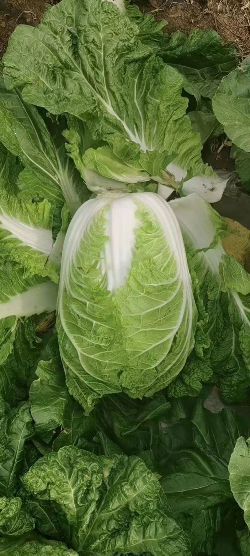 大白菜黄心大白菜产地直发量大从优可对接全国客商
