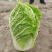 大白菜黄心大白菜产地直发量大从优可对接全国客商