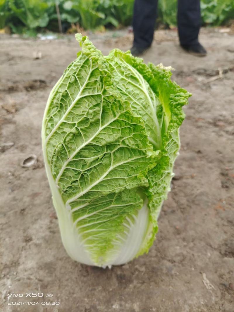 大白菜黄心大白菜产地直发量大从优可对接全国客商