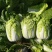 大白菜黄心大白菜产地直发量大从优可对接全国客商