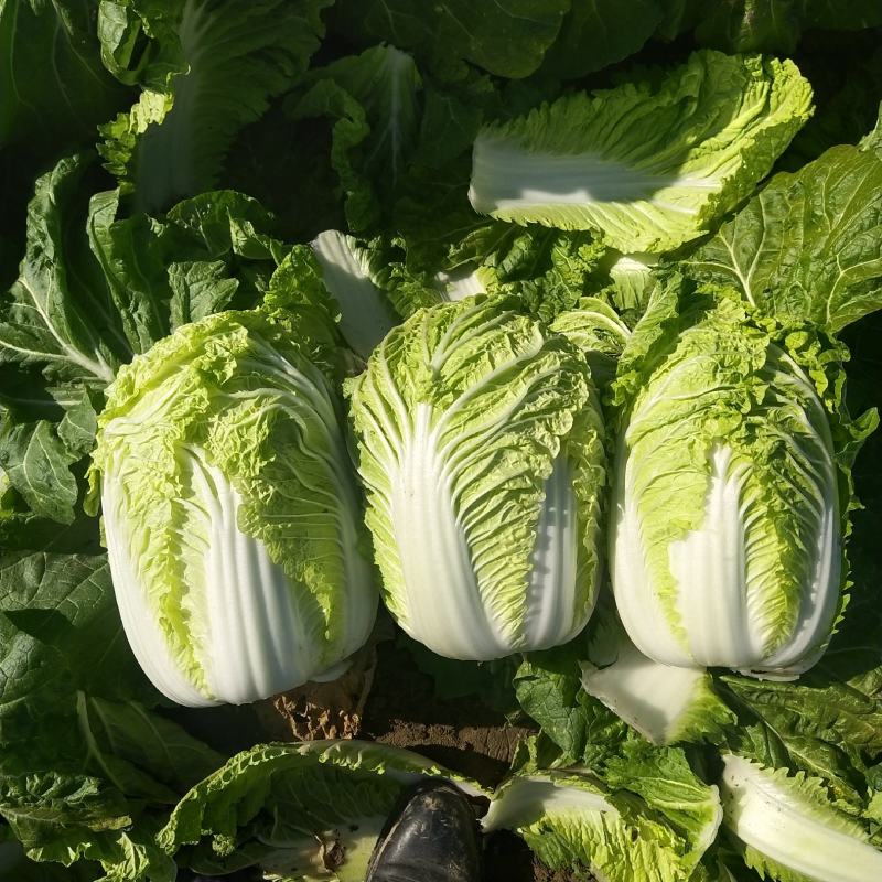 大白菜黄心大白菜产地直发量大从优可对接全国客商