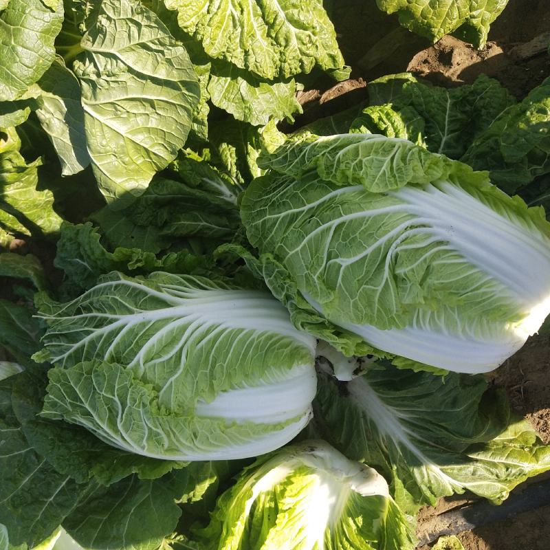 大白菜黄心大白菜产地直发量大从优可对接全国客商