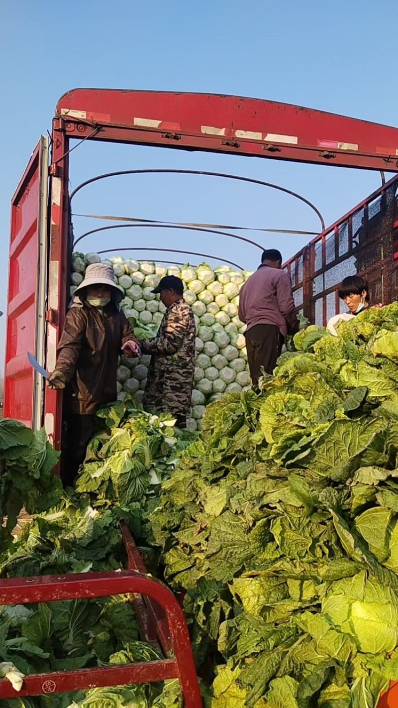 大白菜黄心大白菜产地直发量大从优可对接全国客商